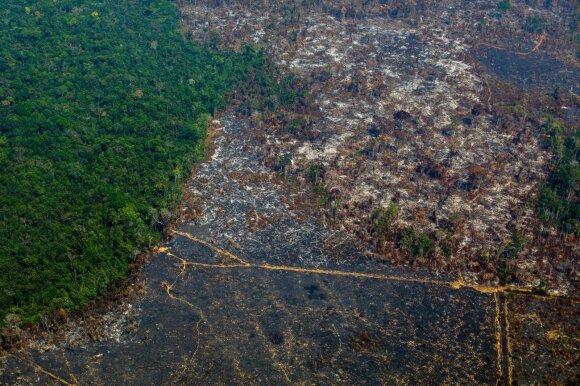 Amazon forests