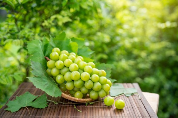 Il medico rivela quali uve sono particolarmente benefiche per la salute e rafforzano il cuore: alcune persone traggono beneficio dal mangiarle anche con i noccioli
