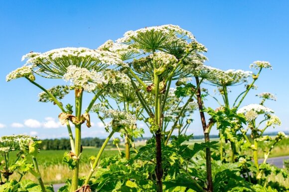 A dangerous plant occupies more and more territories of Kaunas: the fight is long and hard