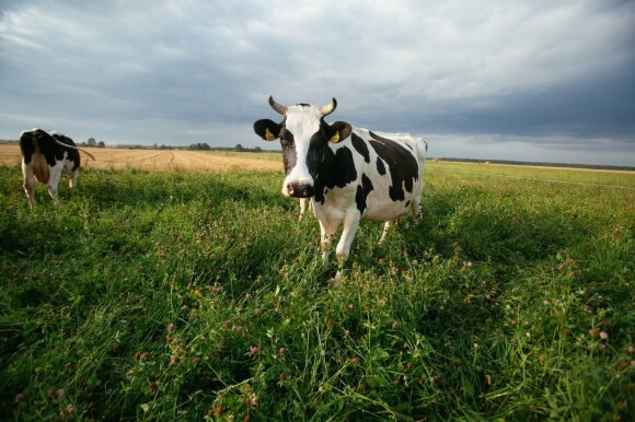 Pienininkystė palieka kaimą – išparduoda ūkius, kad padengtų paskolas