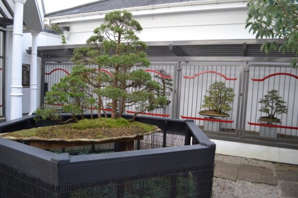 Labai seni ir išpuoselėti bonsai medeliai saugomi už grotų arba su įjungta signalizacija.