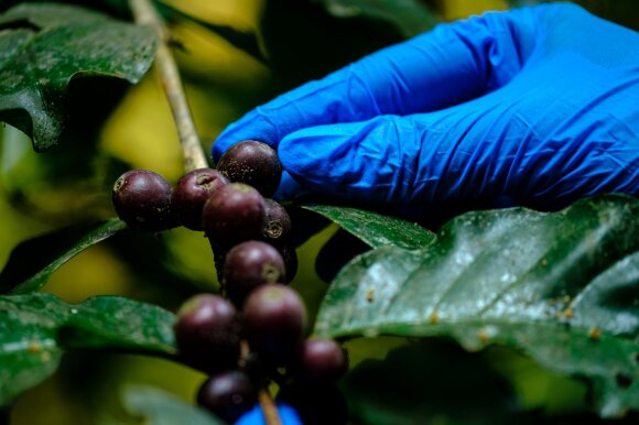 Coffee dehydration is caused by a fungus that has been causing devastating disease outbreaks in sub-Saharan Africa since the 1930s and is now affecting the most popular types of coffee: arabica and robusta.  Photo by CABI / Shutterstock