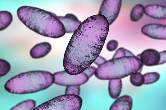 Marko bakterija „Yersinia pestis“