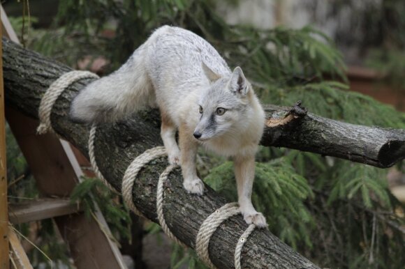 Lithuania Zoo