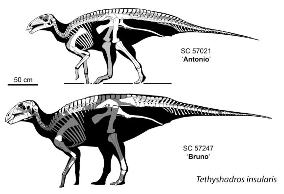 Šie skeletai – Tethyshadros insularis rūšies dinozaurų, jie – didžiausi ir puikiausiai išsilaikę skeletai. University of Bologna iliustr.