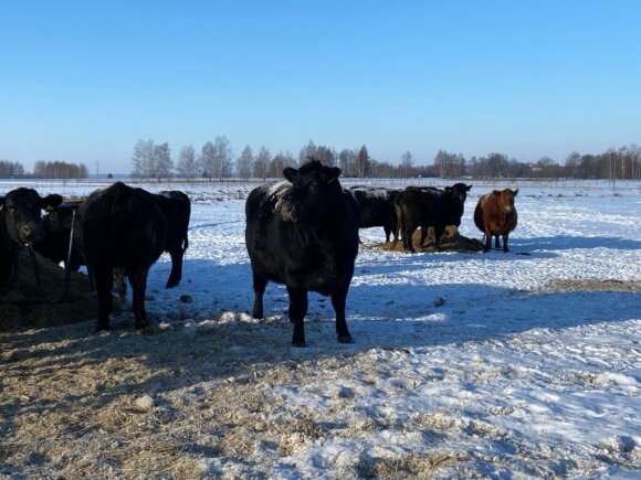 Cattle in the snow