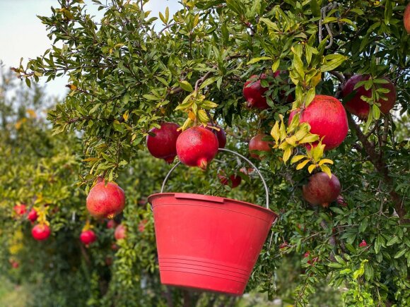 An Italian farmer showed me how to eat a pomegranate