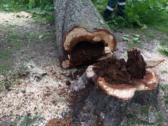 Cutting down trees on your own plot, when there are fines waiting for you to shake an ax