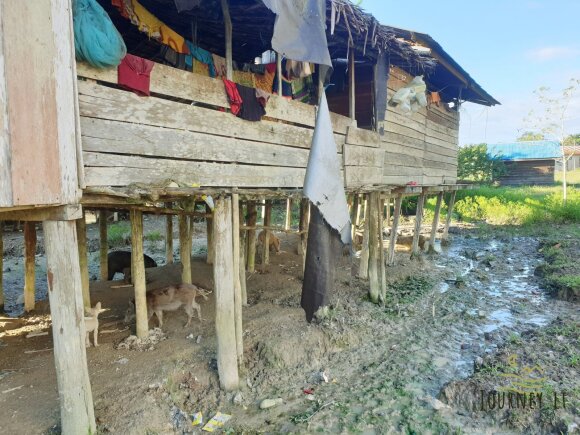 The Lithuanian observed the incredible daily life of the tribe that lives in the jungle: it is the most disgusting people I have ever seen in my life.