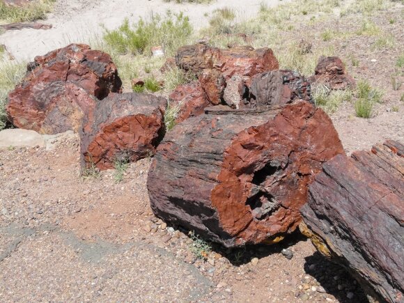 Stony trees in Arizona.