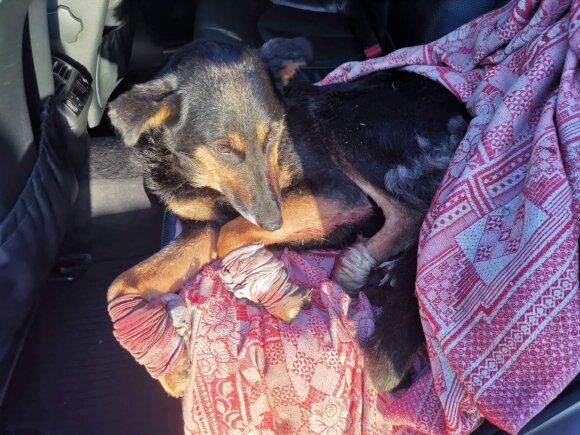 Prokuratūra baigė tyrimą dėl ugniagesio elgesio Šakiuose – tampė prie automobilio pririštą šunį