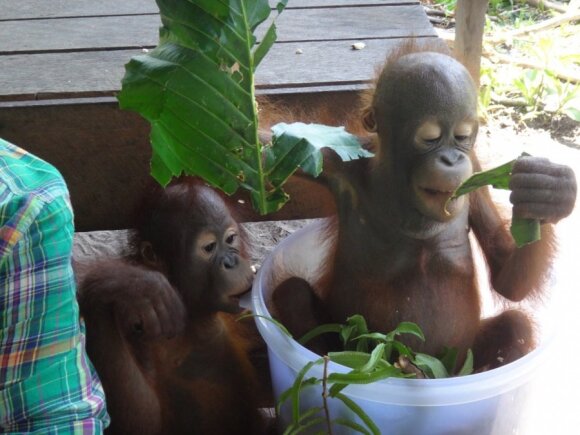 Savanoriavimas Borneo saloje, šalia orangutanų.  Dainos Šiaučiulytės/ OFI nuotr. 