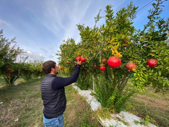 An Italian farmer showed me how to eat a pomegranate