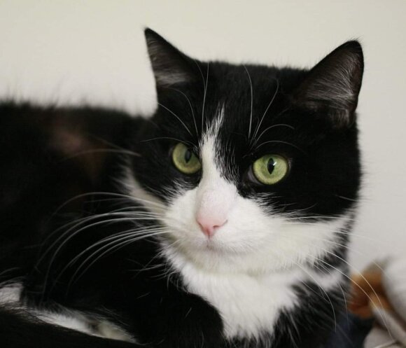 Išsigandusi katytė Spoksė buvo pasmerkta mirti: būtinai reikia namų
