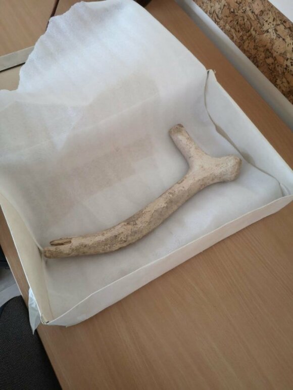 En øks laget for 13 000 år siden ble funnet i Biržai-distriktet.  år.  Foto av LNM, KZM, V. Gelžininė.