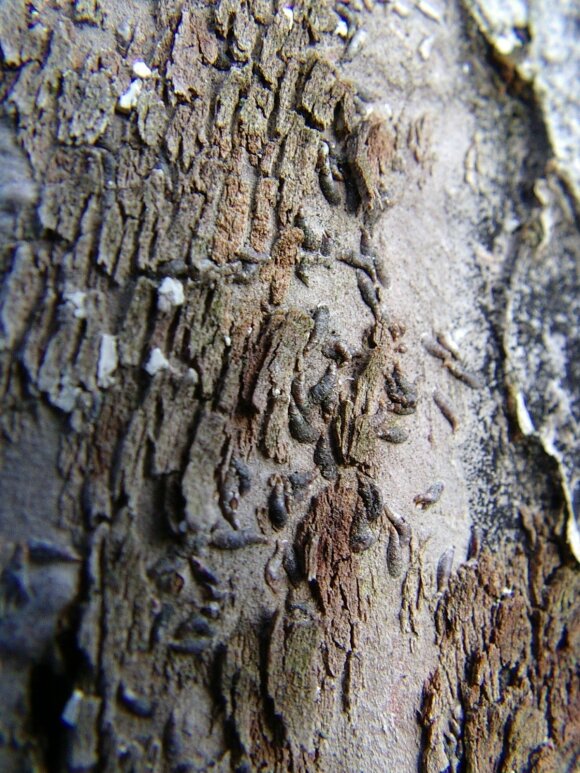 Kableliniai skydamariai. Žiemą ant šakelių, kamienų galima rasti 2–4 mm ilgio rudų ar pilkšvų lenktos kriaušės formos skydelių.