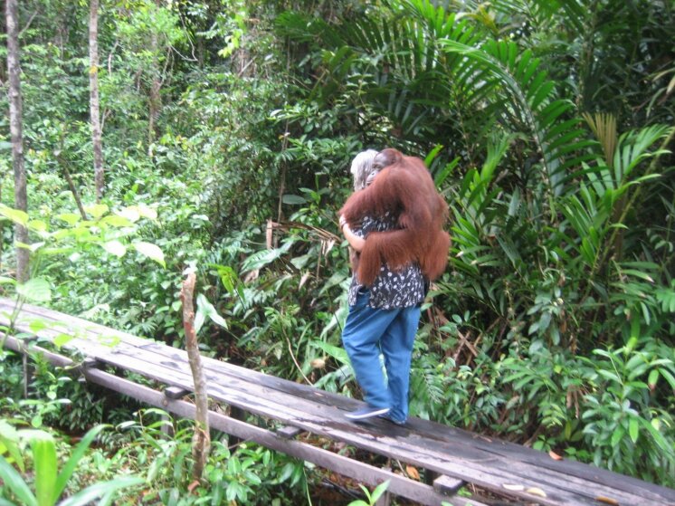 Akimirkos iš  savanorystės Borneo saloje/ "Superturo" ir Birutė Galdikas fondo nuotr.