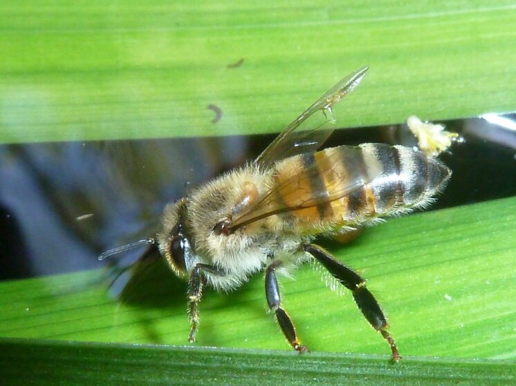 Afrikinės bitės. JMK/Wikipedia nuotr.