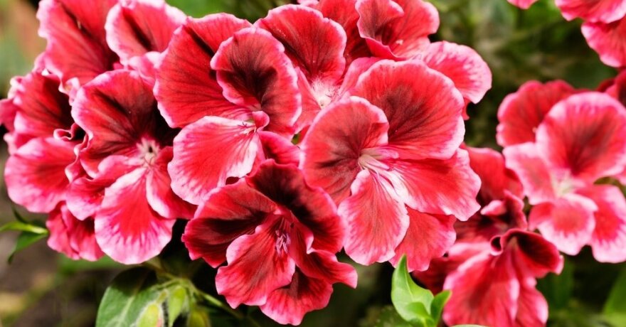 pelargonija - išsamiai DELFI.lt