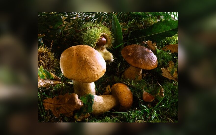 Nuo grybų galima ir numirti