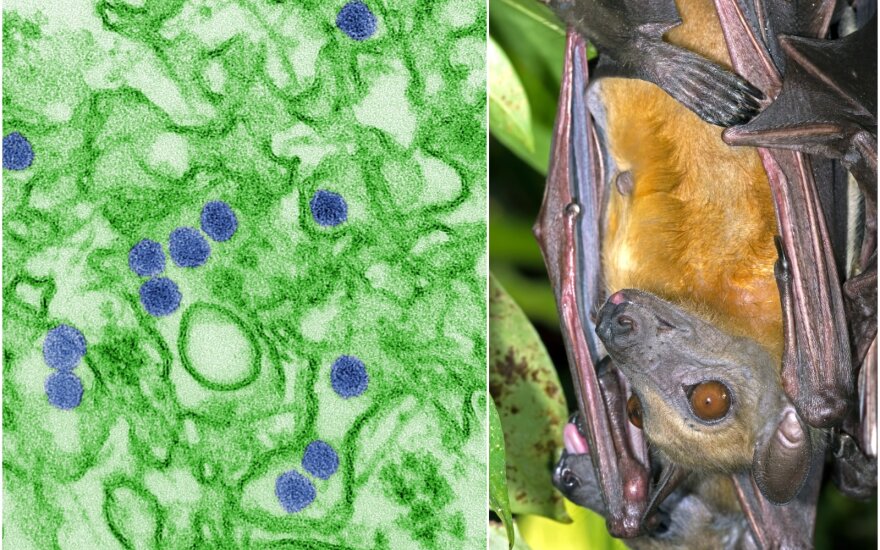 Keturiuose mėginiuose, paimtuose iš trijų skirtingų rūšių šikšnosparnių, aptikta Zika viruso RNR.