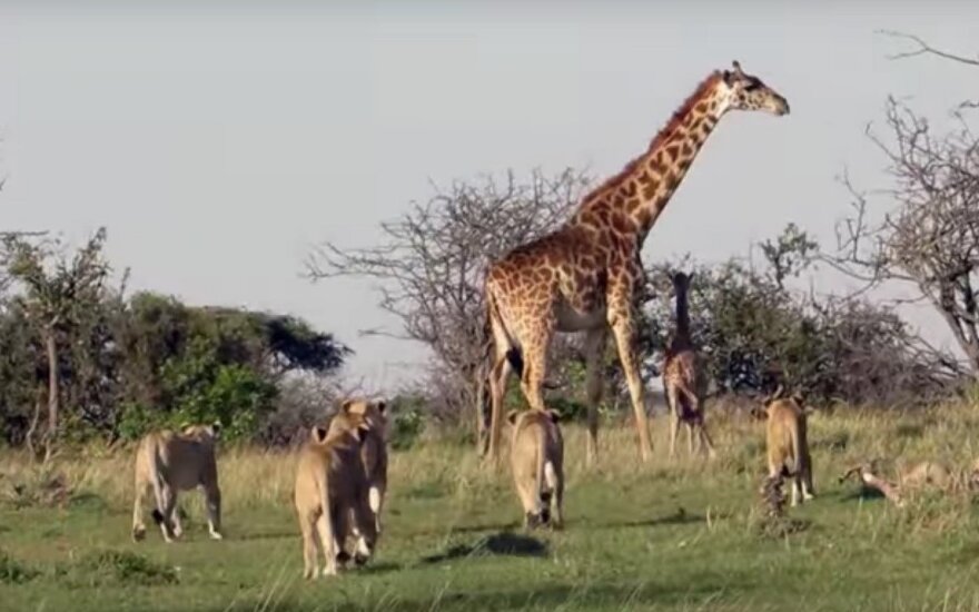 Mama žirafa parodė liūtams, kieno čia valdos