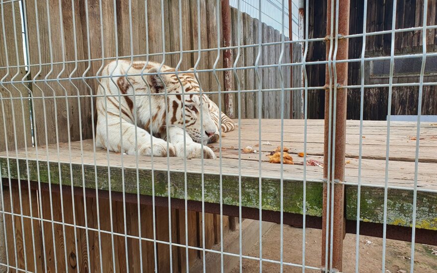 Tigrai Kalvarijos zoologijos sode