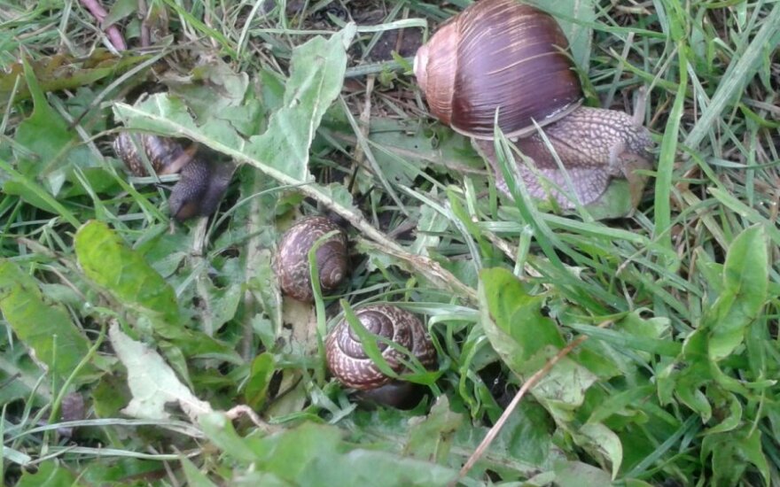 Prasidėjo vynuoginių sraigių rinkimo sezonas