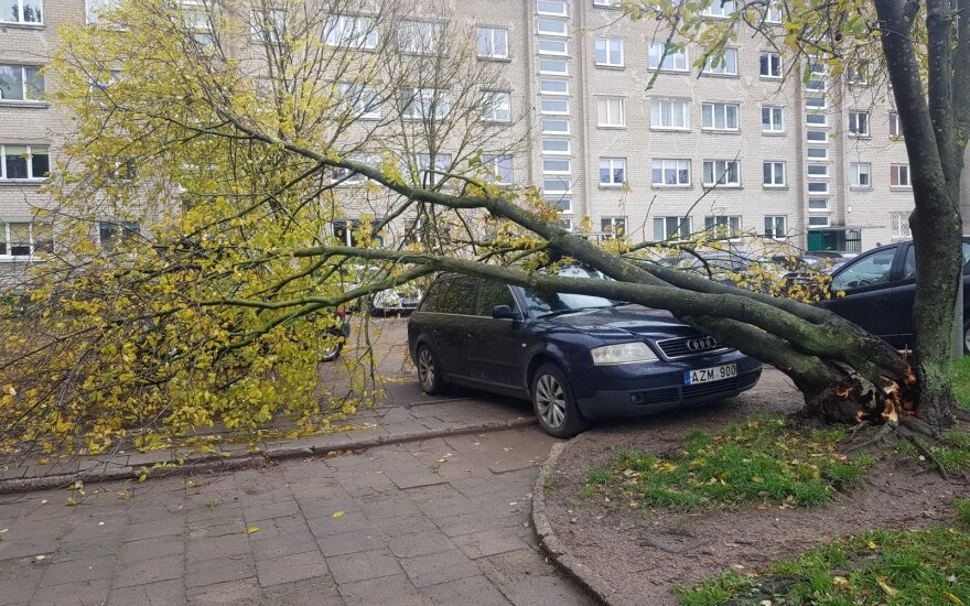 Pajūrio regione vėjo neatlaikė medžiai: vienas jų nuvirto ant automobilio
