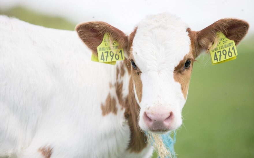Efektyviausi Lietuvos pieno ūkiai – kiek melžia iš karvės