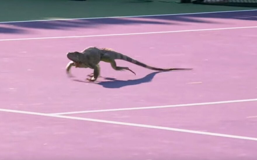 Iguana teniso korte
