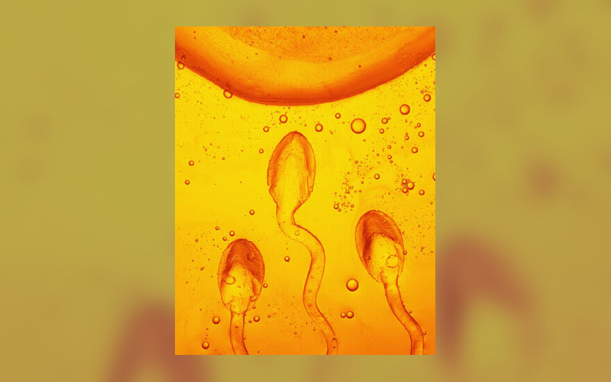 spermatozoidai, sperma, ląstelės, apvaisinimas