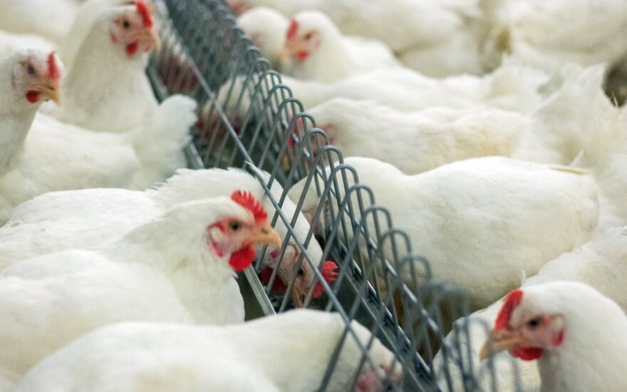 Official: ban on Ukrainian poultry imports won't affect our market