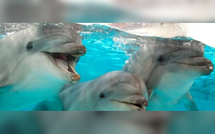 Delfinai naujose jūrų muziejaus patalpose 
