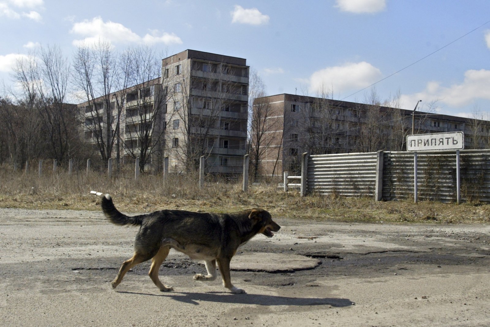 Как жили в чернобыле. Припять зона отчуждения. Зона отчуждения Чернобыльской АЭС Припять. Чернобыль город призрак. Город призрак Припять животные.