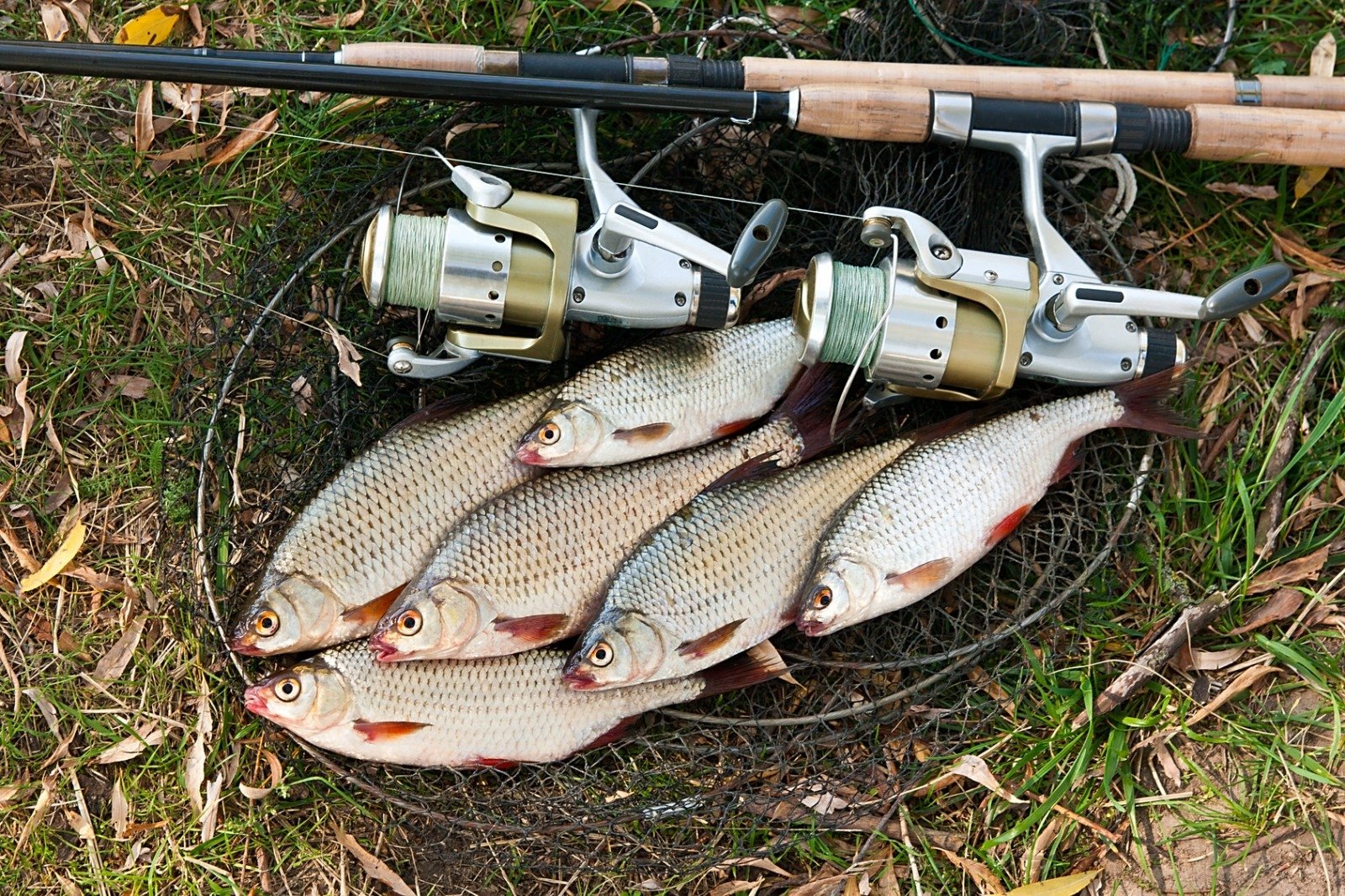 dugninės žvejybos strategija)
