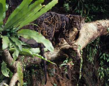 Rasta Nauja Leopardų Rusis Foto Delfi Mokslas