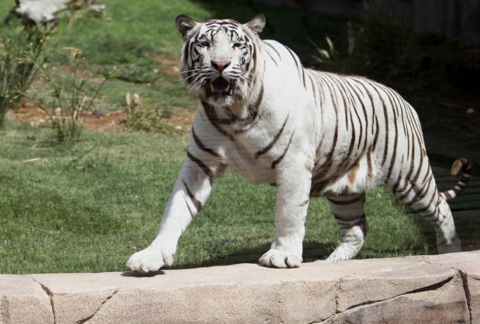 Nufilmuota Indijos Zoologijos Sode Baltasis Tigras Sudraskė Moksleivį Delfi Tv