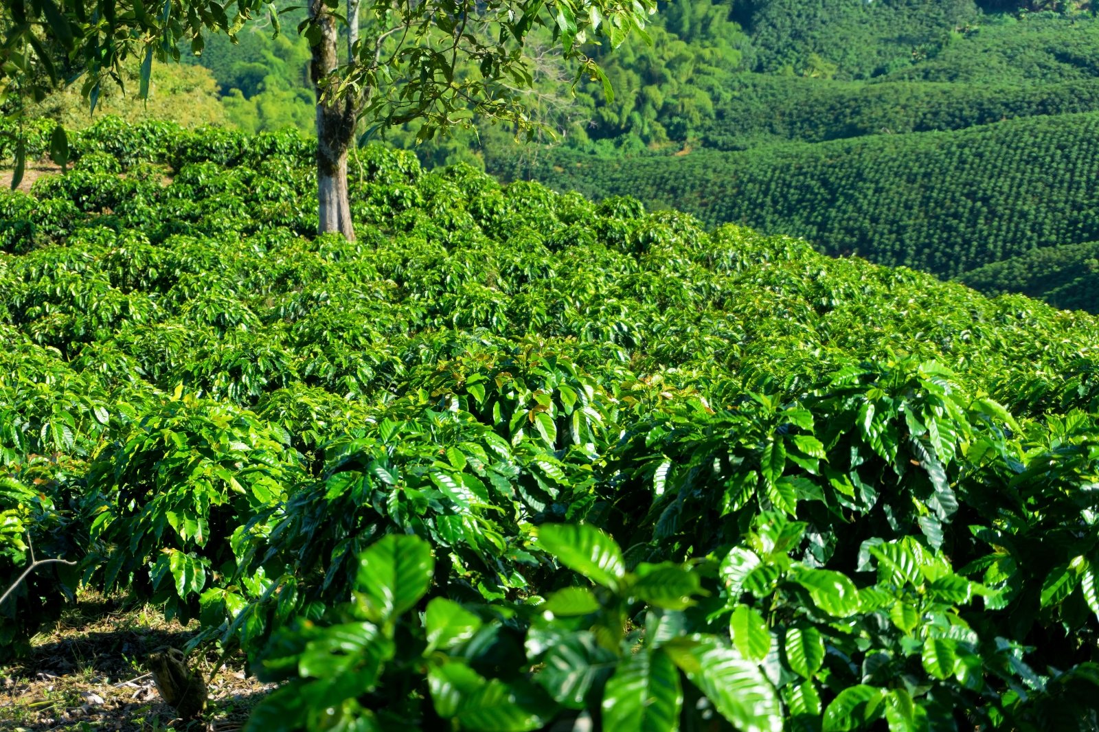 Kryzys nawozowy już uderzył w plantacje kawy: nie wyklucza desperackich rozwiązań