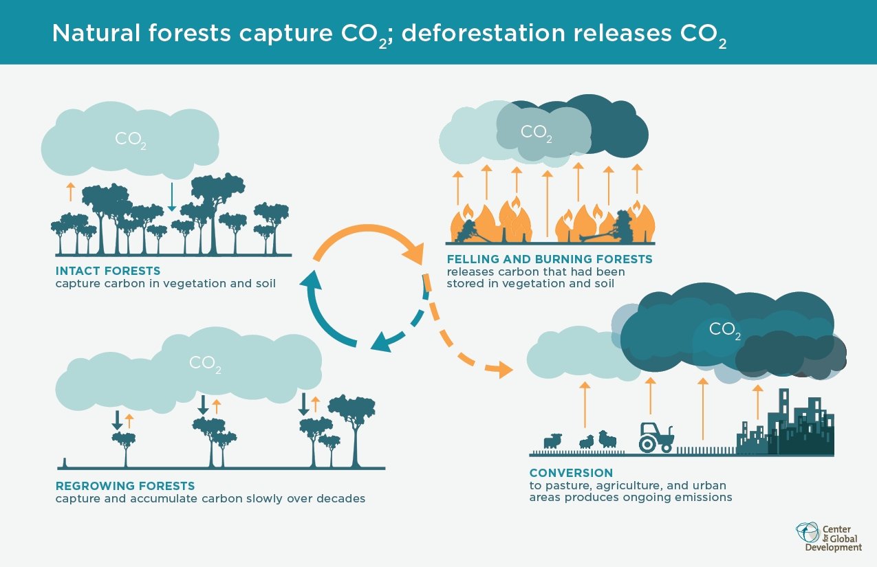 ar-tiesa-kad-seni-mi-kai-sugeria-daugiau-co2-nei-naujai-pasodinti