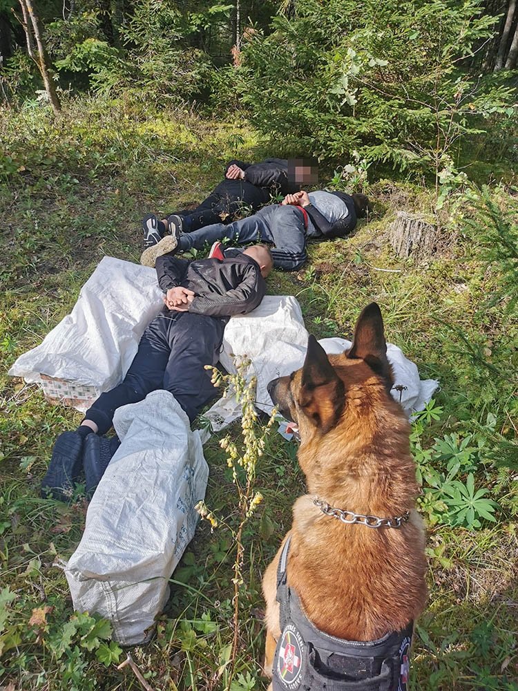 Smugglers crossing the fence from Belarus put their feet on their feet, but the border guards grabbed them with their dog