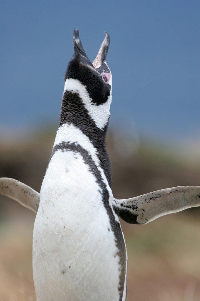pingvino prekybos galimybė