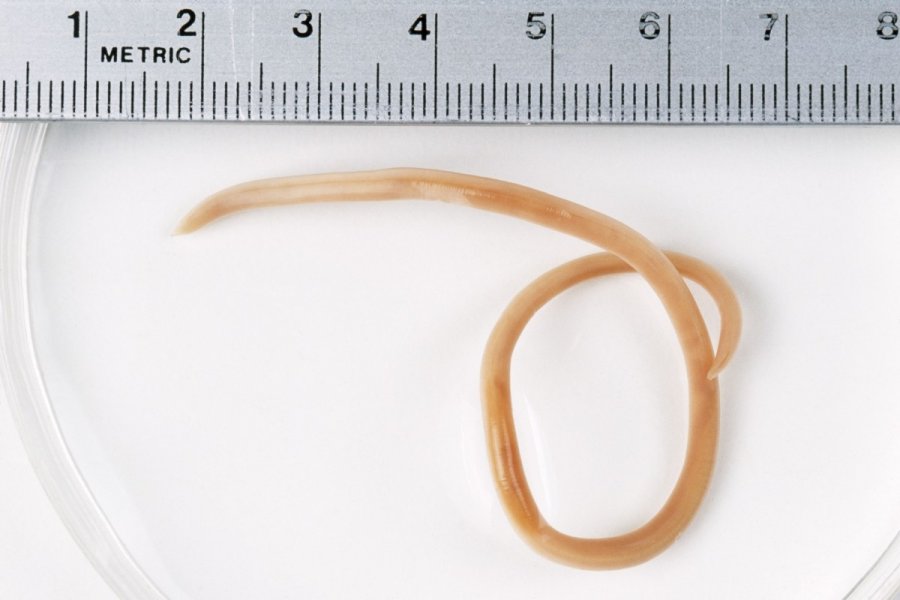 Helmintox vartojimas A genitális szemölcsök felülvizsgálatának megszüntetésének következményei