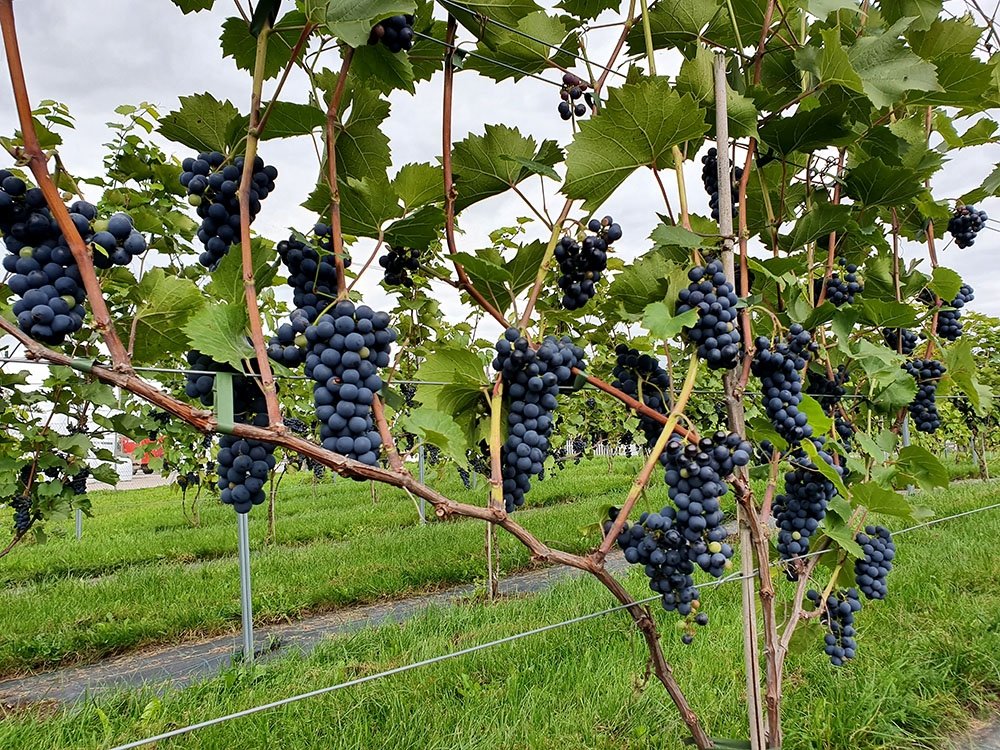 Winnice na Litwie: najpopularniejsze obszary i odmiany winorośli