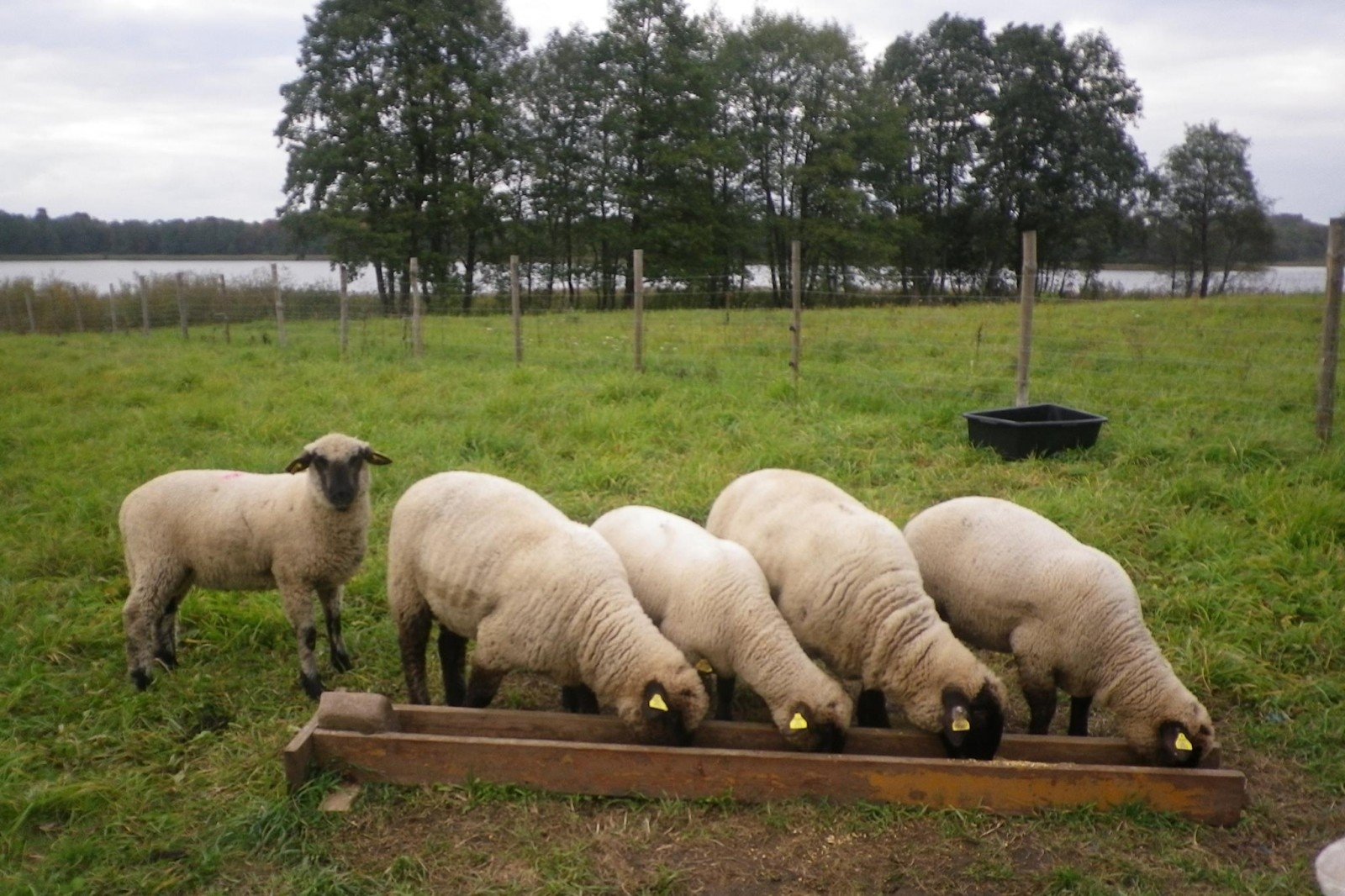 avino prekybininko galimybės